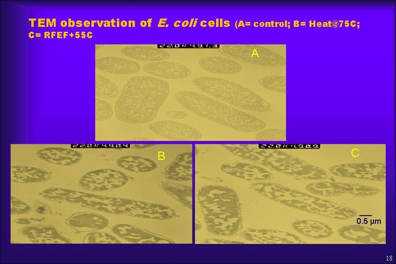 TEM observation of E. coli cells C= RFEF+55 C (A= control; B= Heat@75 C;