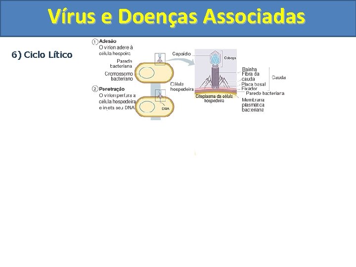 Vírus e Doenças Associadas 6) Ciclo Lítico 