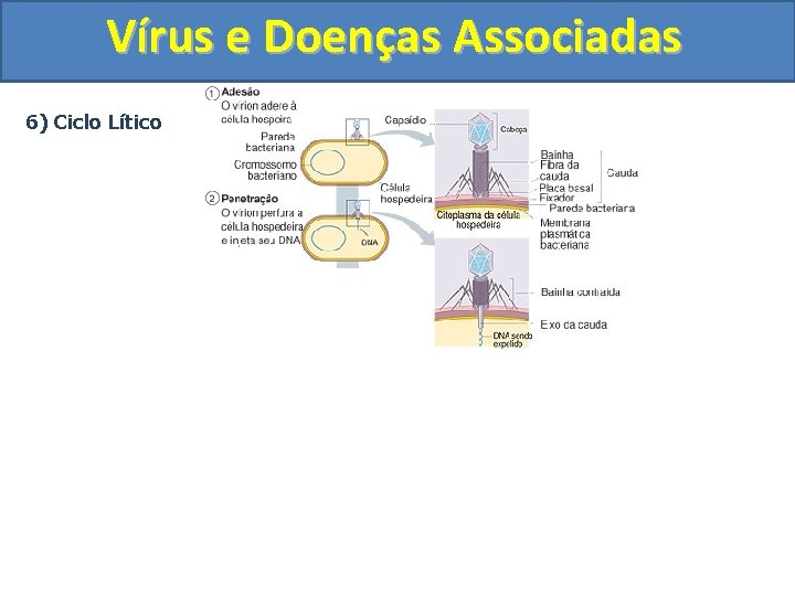 Vírus e Doenças Associadas 6) Ciclo Lítico 