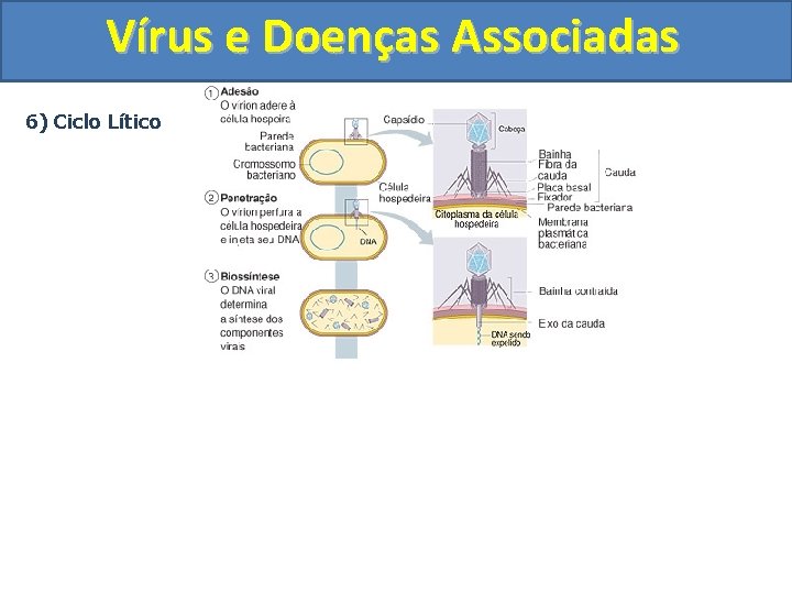 Vírus e Doenças Associadas 6) Ciclo Lítico 