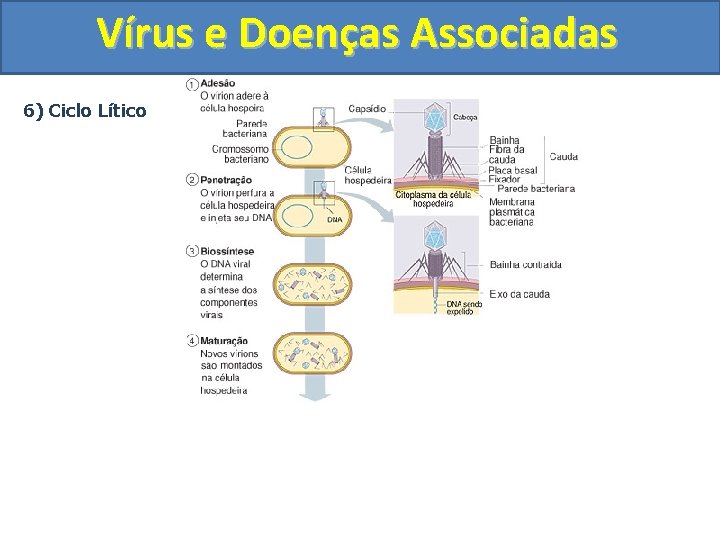 Vírus e Doenças Associadas 6) Ciclo Lítico 