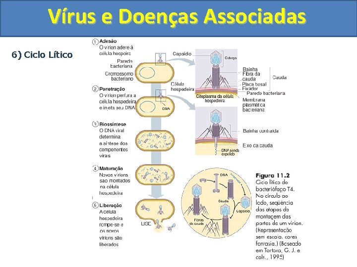 Vírus e Doenças Associadas 6) Ciclo Lítico 
