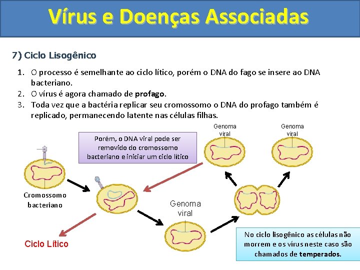 Vírus e Doenças Associadas 7) Ciclo Lisogênico 1. O processo é semelhante ao ciclo