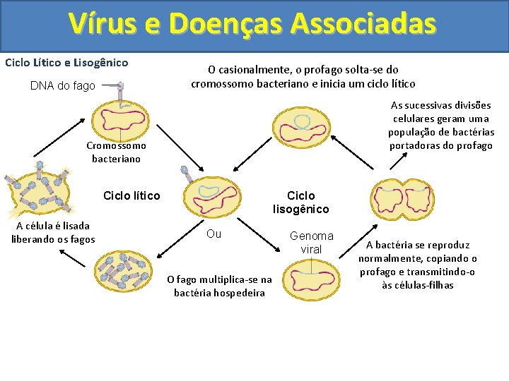 Vírus e Doenças Associadas Ciclo Lítico e Lisogênico DNA do fago O casionalmente, o