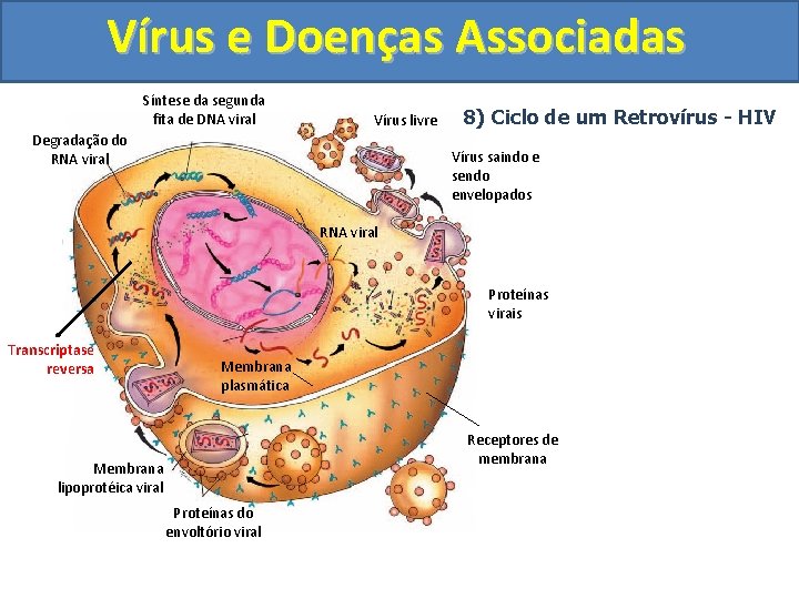 Vírus e Doenças Associadas Síntese da segunda fita de DNA viral Vírus livre Degradação