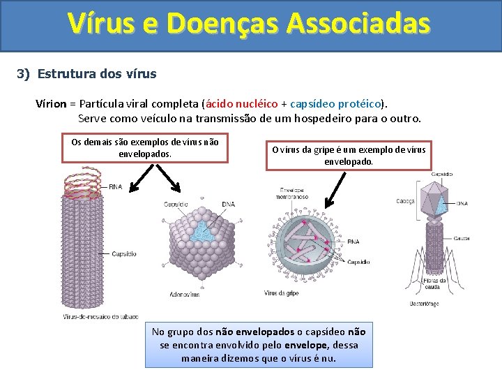 Vírus e Doenças Associadas 3) Estrutura dos vírus Vírion = Partícula viral completa (ácido