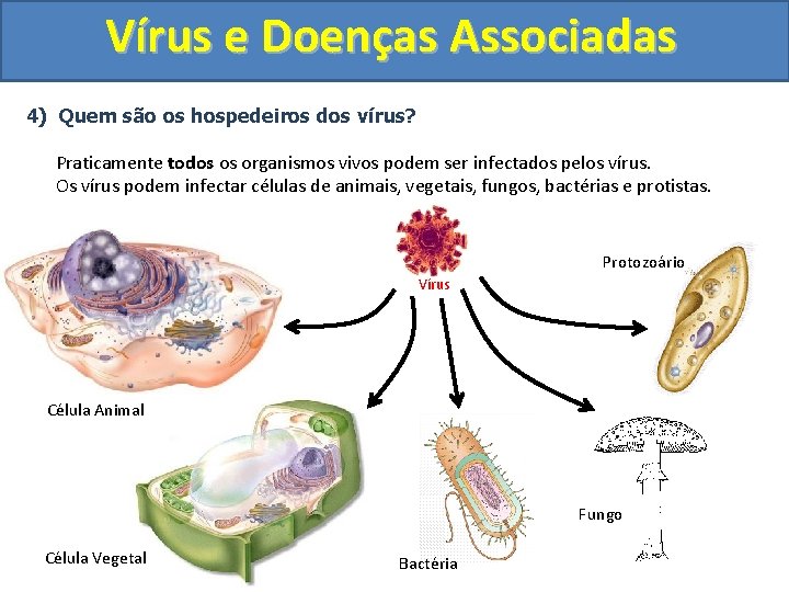 Vírus e Doenças Associadas 4) Quem são os hospedeiros dos vírus? Praticamente todos os