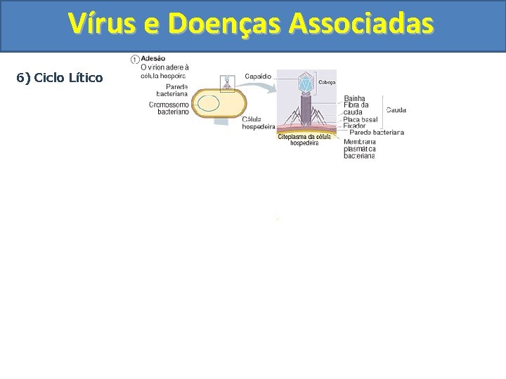 Vírus e Doenças Associadas 6) Ciclo Lítico 