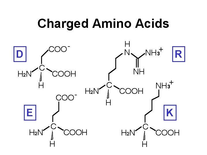 Charged Amino Acids H N COO - D H 2 N COO E H