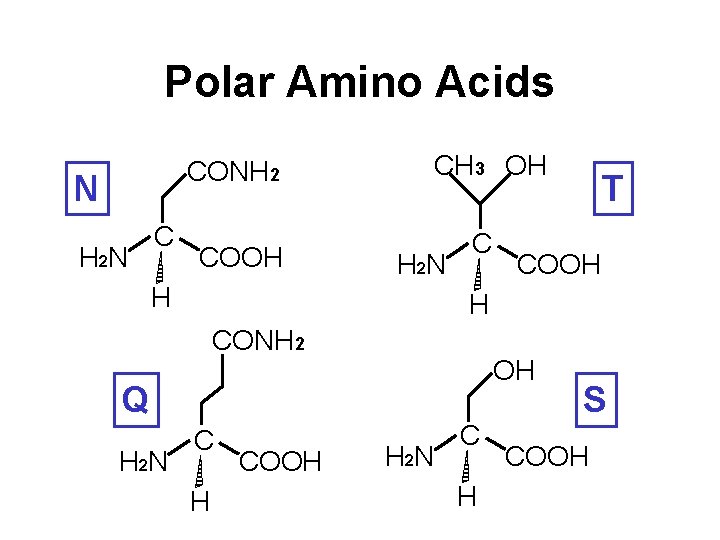 Polar Amino Acids CONH 2 N H 2 N C COOH CH 3 OH