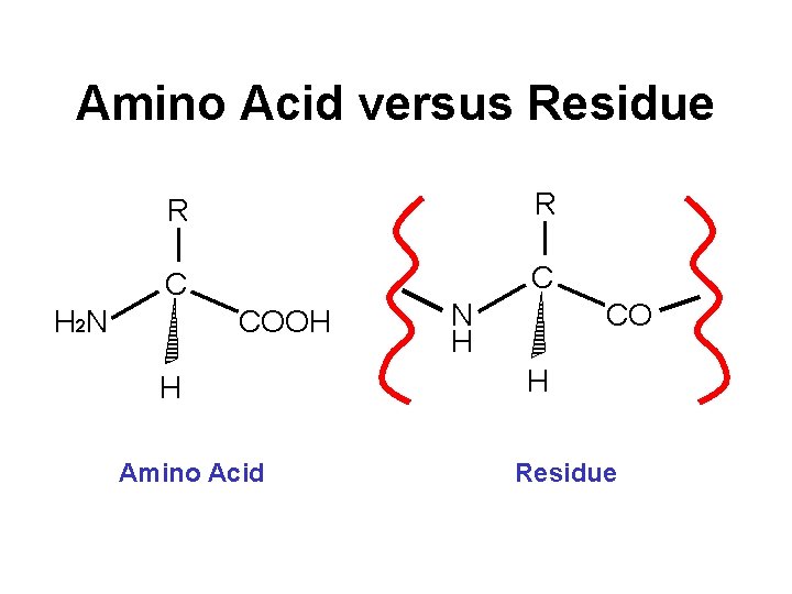 Amino Acid versus Residue R R C C H 2 N COOH H Amino