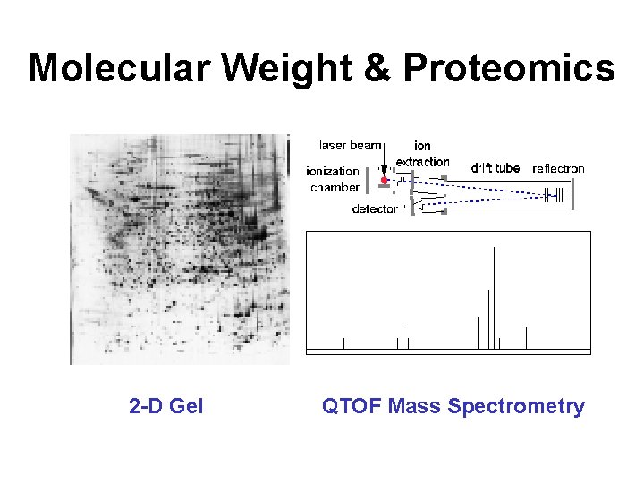 Molecular Weight & Proteomics 2 -D Gel QTOF Mass Spectrometry 