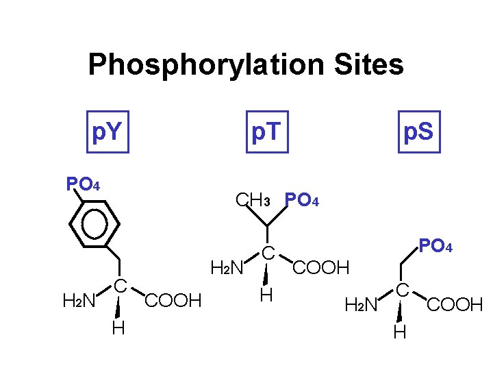 Phosphorylation Sites p. Y p. T PO 4 H 2 N p. S CH