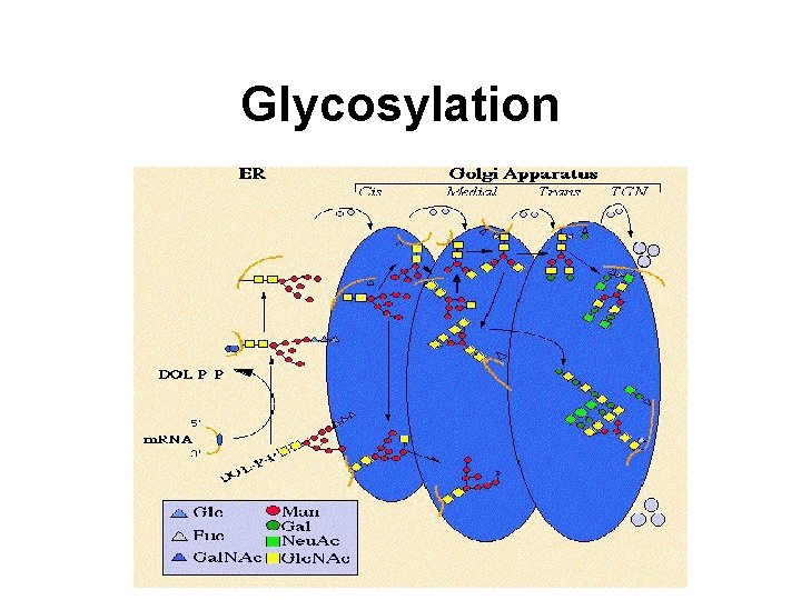 Glycosylation 