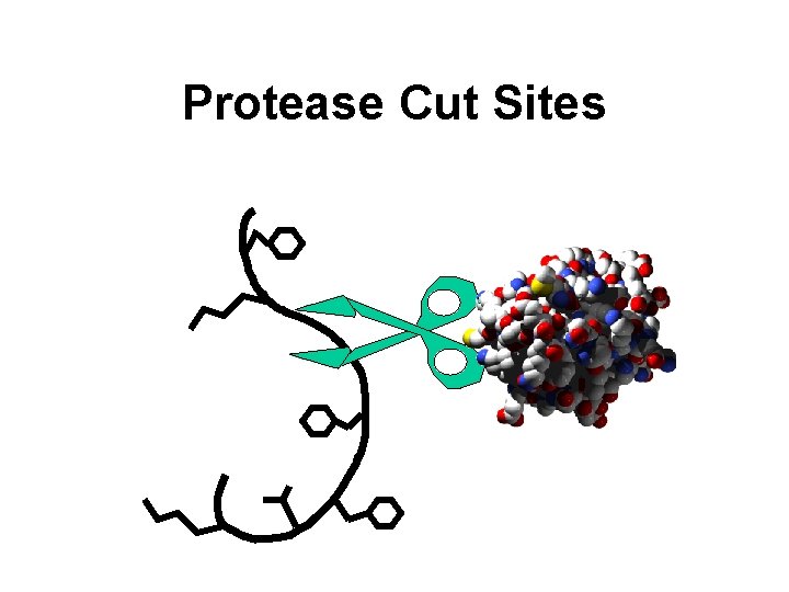 Protease Cut Sites 