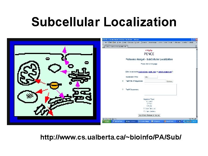 Subcellular Localization http: //www. cs. ualberta. ca/~bioinfo/PA/Sub/ 