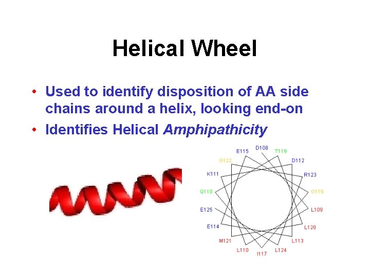 Helical Wheel • Used to identify disposition of AA side chains around a helix,
