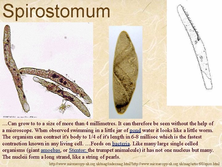 Spirostomum …Can grow to to a size of more than 4 millimetres. It can