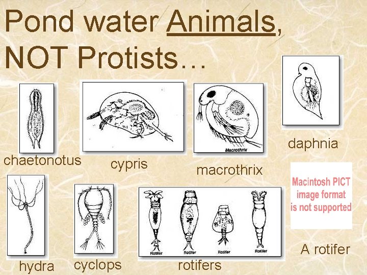 Pond water Animals, NOT Protists… daphnia chaetonotus hydra cypris cyclops macrothrix rotifers A rotifer