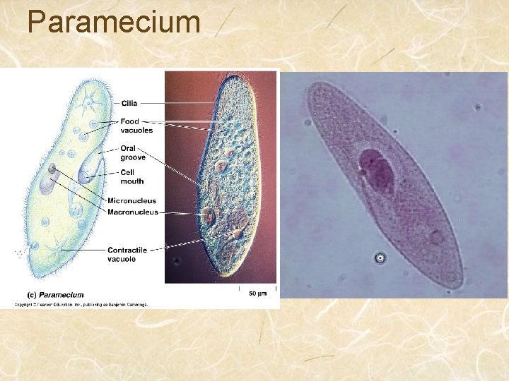 Paramecium 