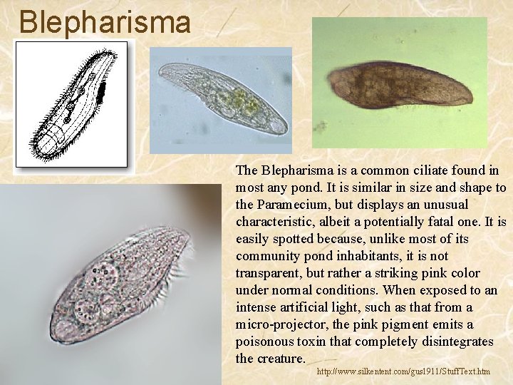 Blepharisma The Blepharisma is a common ciliate found in most any pond. It is