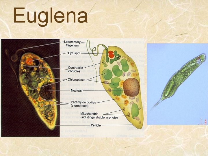 Euglena 