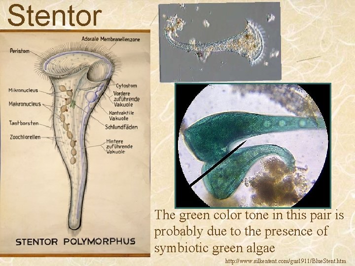 Stentor The green color tone in this pair is probably due to the presence