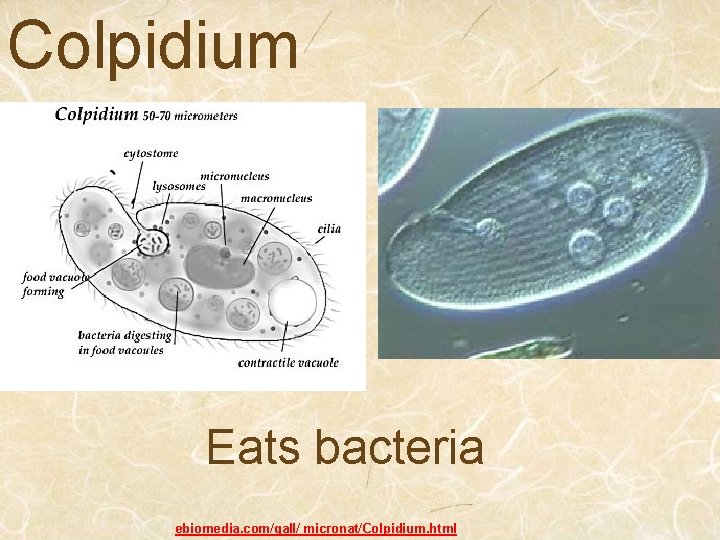 Colpidium Eats bacteria ebiomedia. com/gall/ micronat/Colpidium. html 