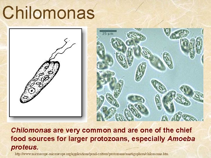 Chilomonas are very common and are one of the chief food sources for larger