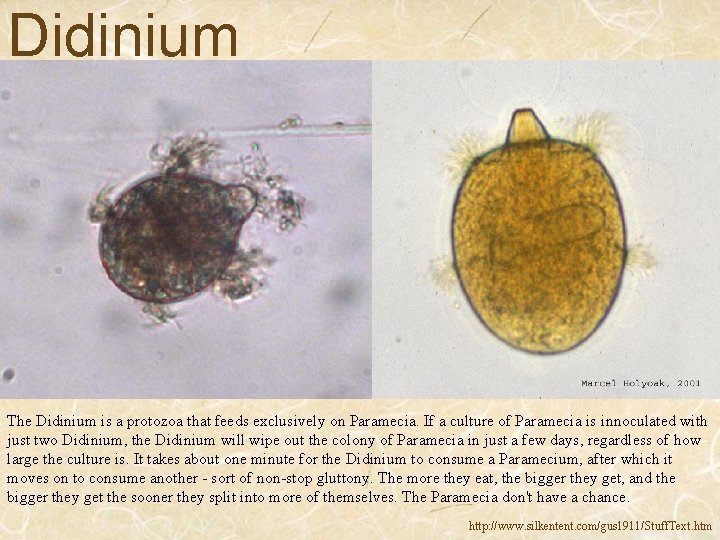 Didinium The Didinium is a protozoa that feeds exclusively on Paramecia. If a culture