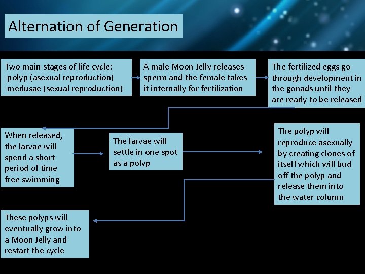 Alternation of Generation Two main stages of life cycle: -polyp (asexual reproduction) -medusae (sexual