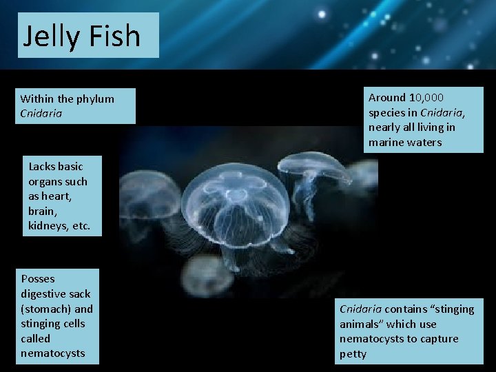 Jelly Fish Within the phylum Cnidaria Around 10, 000 species in Cnidaria, nearly all