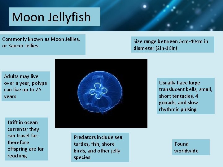 Moon Jellyfish Commonly known as Moon Jellies, or Saucer Jellies Adults may live over