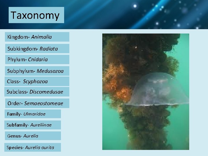 Taxonomy Kingdom- Animalia Subkingdom- Radiata Phylum- Cnidaria Subphylum- Medusozoa Class- Scyphozoa Subclass- Discomedusae Order-