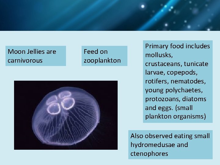 Moon Jellies are carnivorous Feed on zooplankton Primary food includes mollusks, crustaceans, tunicate larvae,