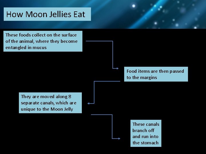 How Moon Jellies Eat These foods collect on the surface of the animal, where