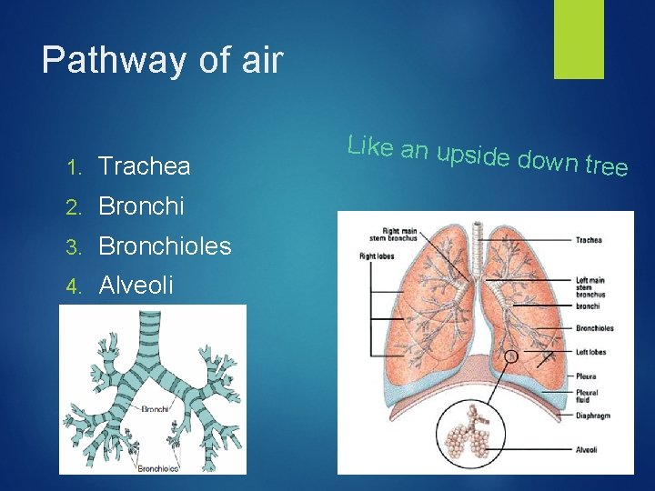 Pathway of air 1. Trachea 2. Bronchi 3. Bronchioles 4. Alveoli Like an upside