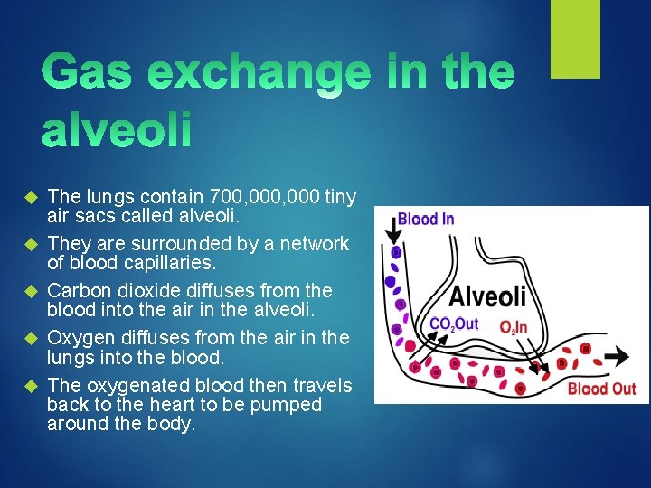  The lungs contain 700, 000 tiny air sacs called alveoli. They are surrounded