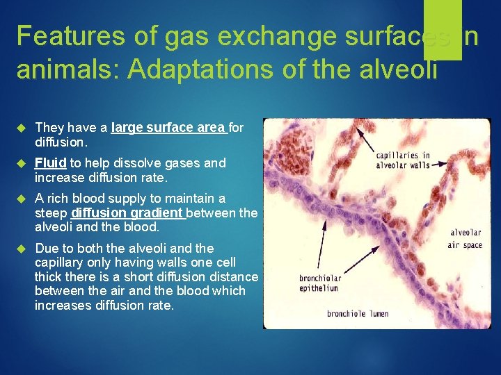 Features of gas exchange surfaces in animals: Adaptations of the alveoli They have a