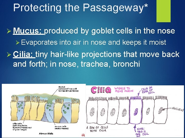 Protecting the Passageway* Ø Mucus: produced by goblet cells in the nose Ø Evaporates