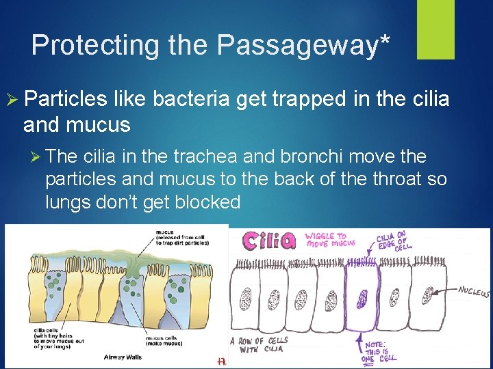 Protecting the Passageway* Ø Particles like bacteria get trapped in the cilia and mucus