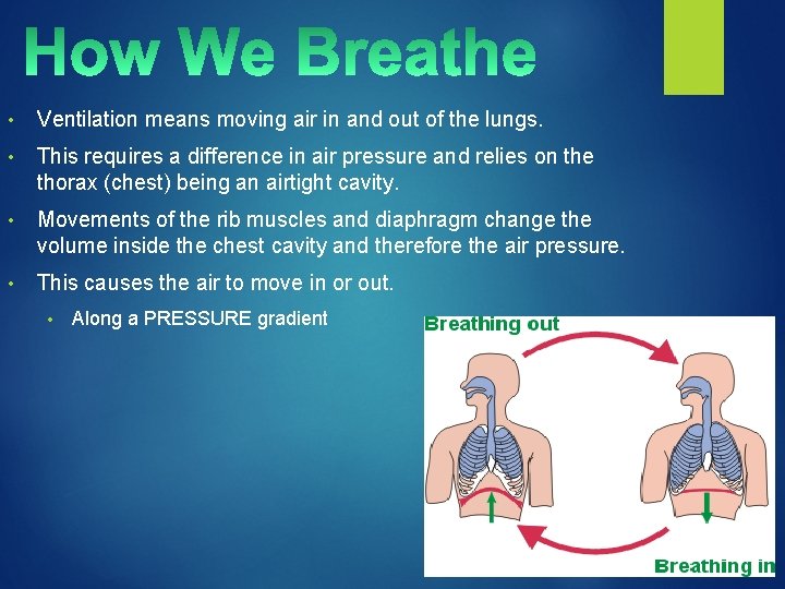  • Ventilation means moving air in and out of the lungs. • This
