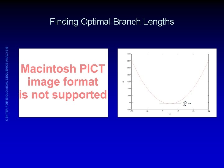 CENTER FOR BIOLOGICAL SEQUENCE ANALYSIS Finding Optimal Branch Lengths 