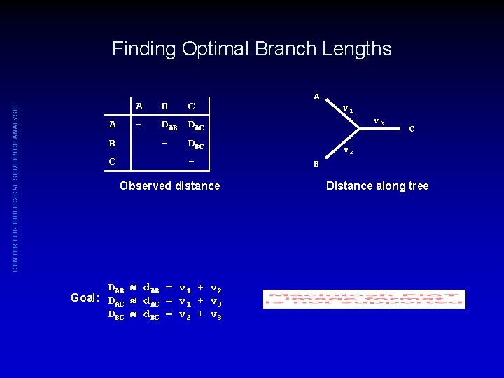 CENTER FOR BIOLOGICAL SEQUENCE ANALYSIS Finding Optimal Branch Lengths A B C A B