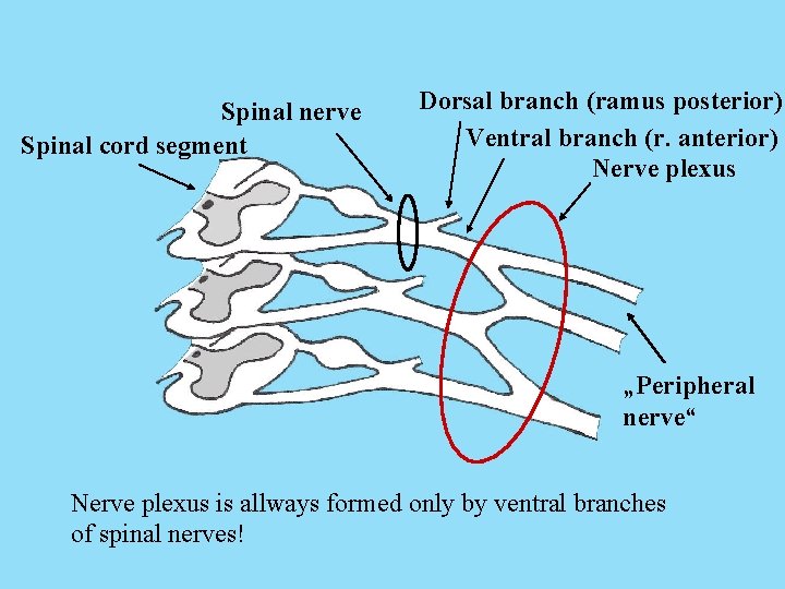 Spinal nerve Spinal cord segment Dorsal branch (ramus posterior) Ventral branch (r. anterior) Nerve