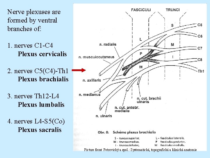 Nerve plexuses are formed by ventral branches of: 1. nerves C 1 -C 4