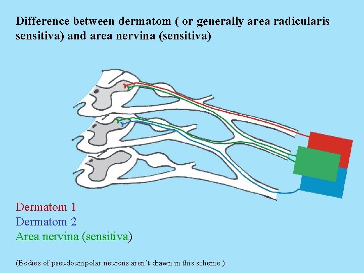 Difference between dermatom ( or generally area radicularis sensitiva) and area nervina (sensitiva) Dermatom