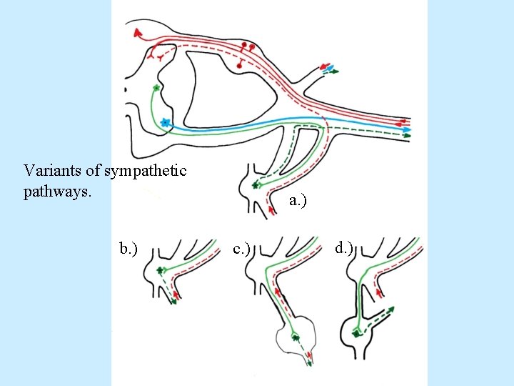 Variants of sympathetic pathways. b. ) a. ) c. ) d. ) 