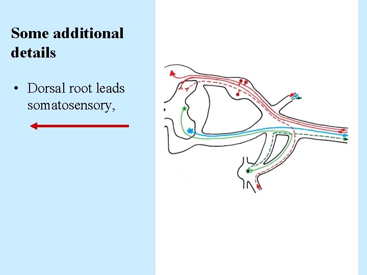 Some additional details • Dorsal root leads somatosensory, 