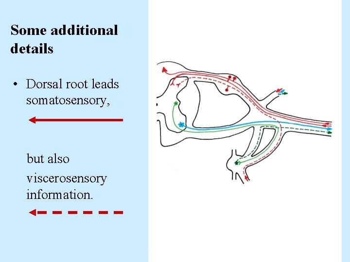 Some additional details • Dorsal root leads somatosensory, but also viscerosensory information. 